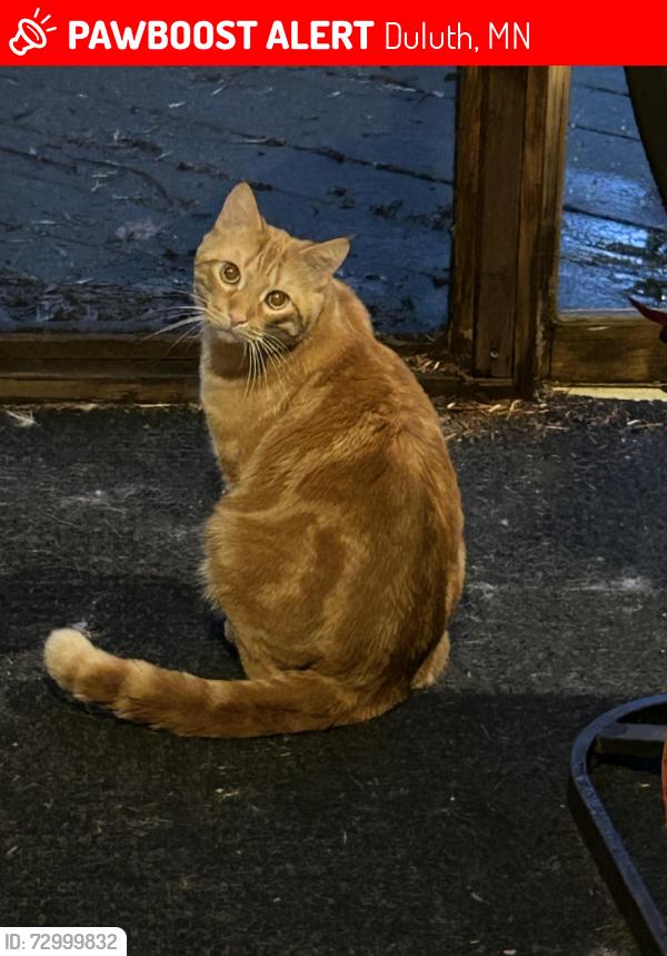Lost Male Cat last seen Wallace and east 7th street, Duluth, MN 55803