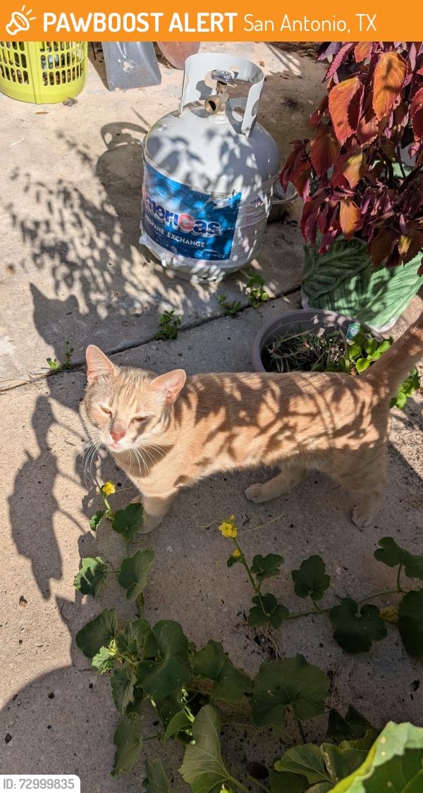Found/Stray Male Cat last seen Eden, San Antonio, TX 78247