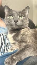 Lost Female Cat last seen Gorham Ct, Frederick, CO 80530