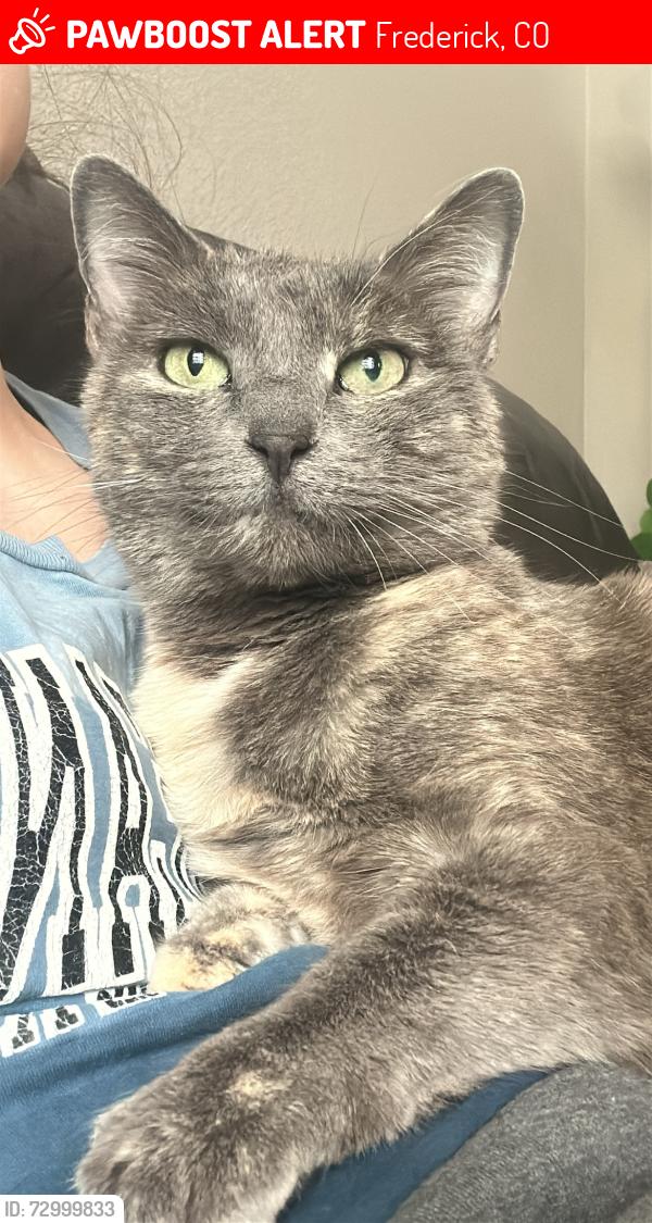 Lost Female Cat last seen Gorham Ct, Frederick, CO 80530