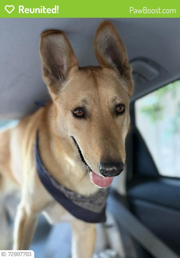 Reunited Male Dog last seen S Ave 58 and Benner St., Highland Park, Los Angeles, CA 90042