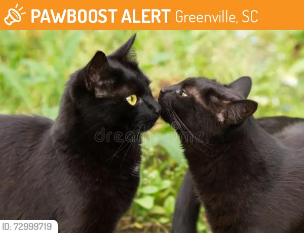 Found/Stray Male Cat last seen The are walking around a Austim care housing program, Greenville, SC 29617