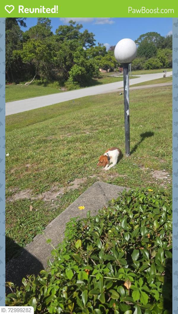 Reunited Male Dog last seen Júpiter st NW, Palm Bay, FL 32907
