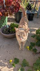 Found/Stray Male Cat last seen Thousand oaks st, San Antonio, TX 78247