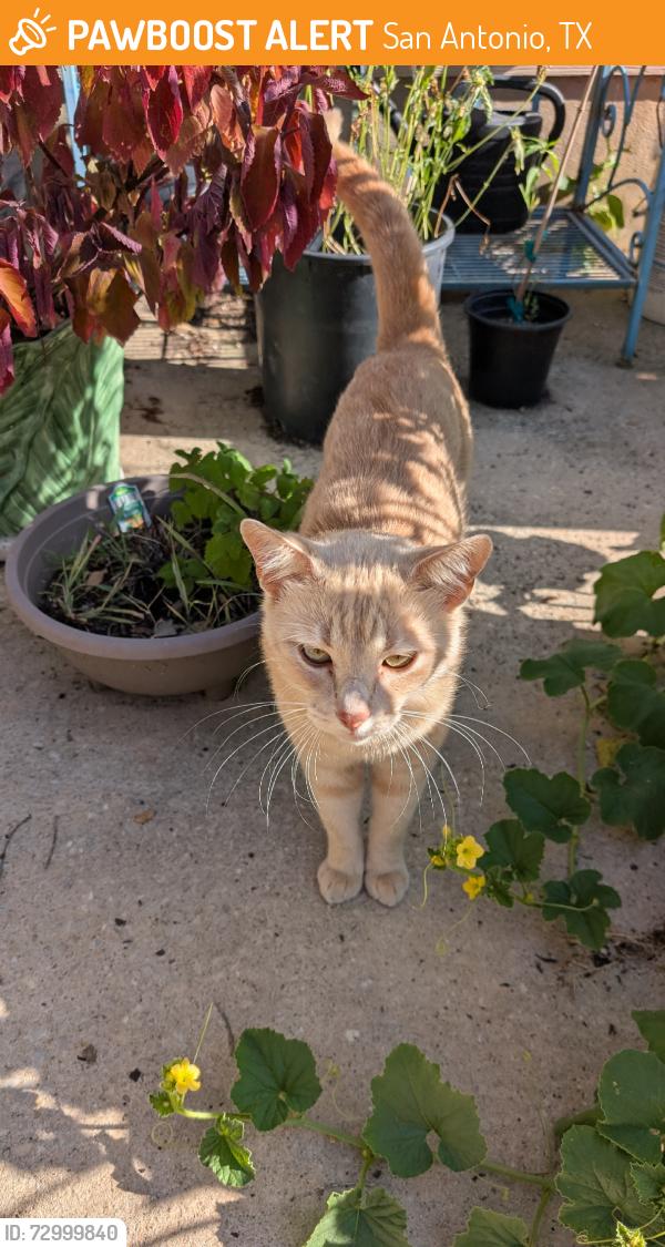 Found/Stray Male Cat last seen Thousand oaks st, San Antonio, TX 78247