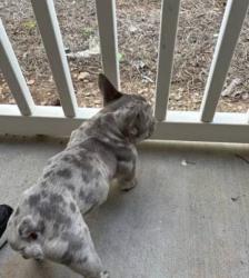 Lost Female Dog last seen Eastgate, Stockton, CA 95202