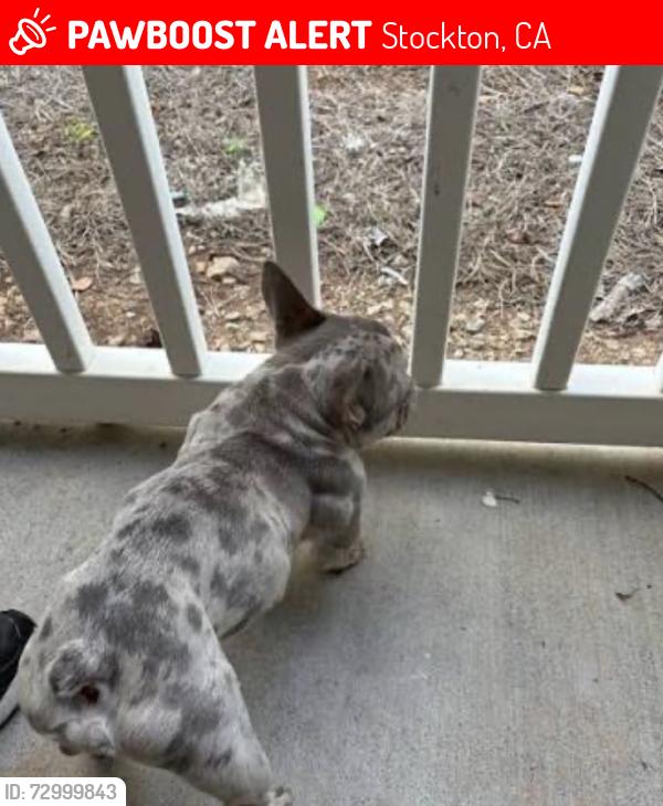 Lost Female Dog last seen Eastgate, Stockton, CA 95202