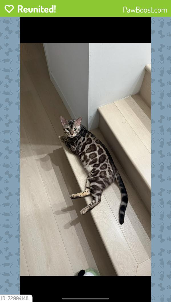 Reunited Male Cat last seen Fairfax and Washington Blvd, Los Angeles, CA 90016