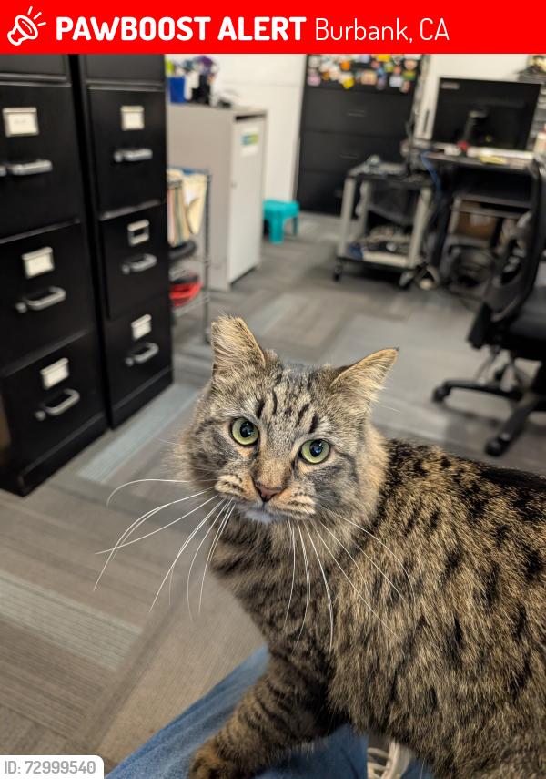 Lost Female Cat last seen Empire & Clybourn, Burbank, CA 91505