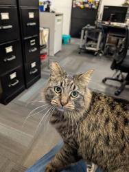 Lost Female Cat last seen Empire & Clybourn, Burbank, CA 91505