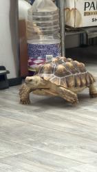 Reunited Unknown Reptile last seen Chaparral St and Turner Ave, Ontario, CA 91761