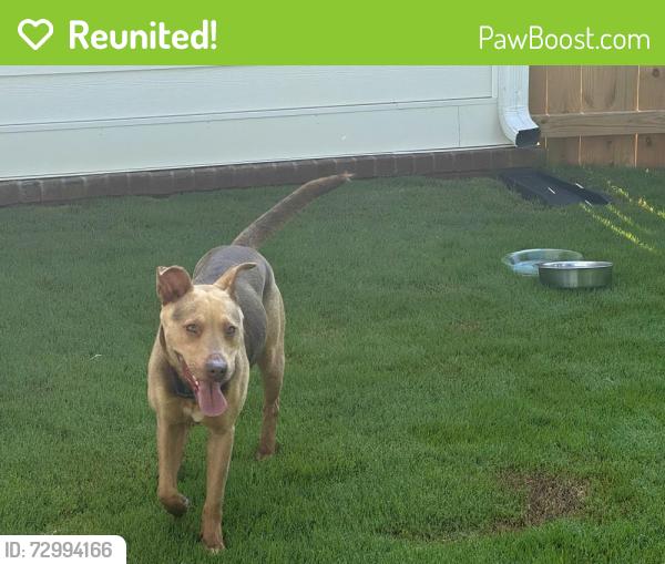 Reunited Female Dog last seen Bamboo Dr & Carolina Country Club Rd, Spartanburg County, SC 29306