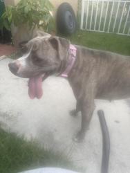 Found/Stray Female Dog last seen South Miami Heights Elementary, Miami, FL 33177