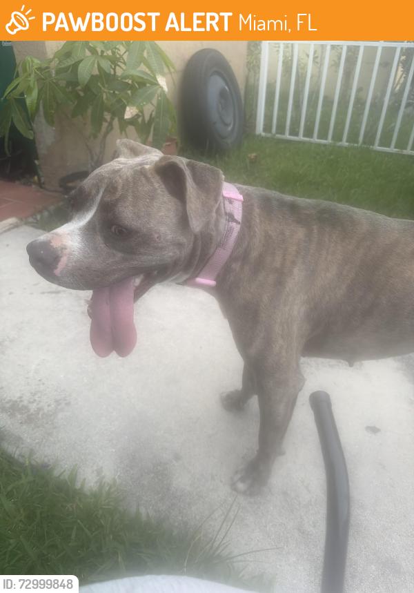 Found/Stray Female Dog last seen South Miami Heights Elementary, Miami, FL 33177