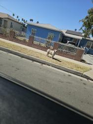 Found/Stray Unknown Dog last seen Dwight and Spruce, Compton, CA 90220