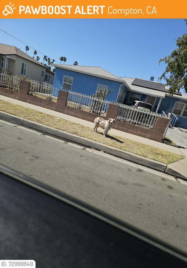 Found/Stray Unknown Dog last seen Dwight and Spruce, Compton, CA 90220
