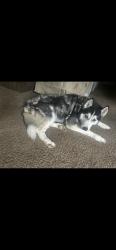 Lost Female Dog last seen Midland, Midland Township, MO 63114