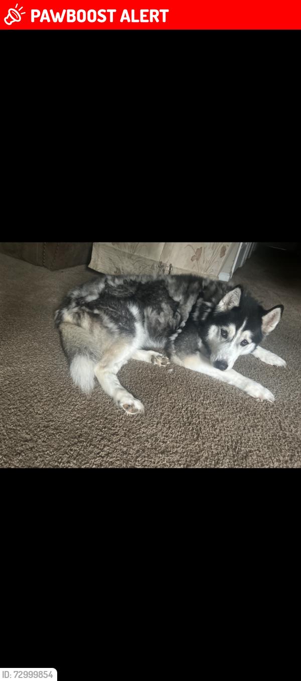 Lost Female Dog last seen Midland, Midland Township, MO 63114