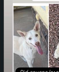 Lost Female Dog last seen Timothy drew and missy ivette, El Paso, TX 79936