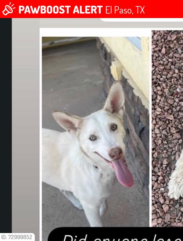 Lost Female Dog last seen Timothy drew and missy ivette, El Paso, TX 79936