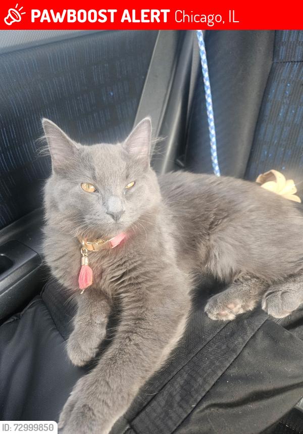 Lost Female Cat last seen Milwaukee and adhland, Chicago, IL 60622