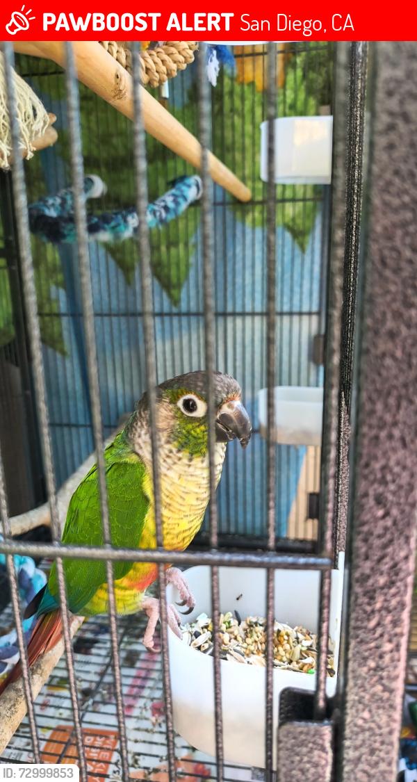 Lost Female Bird last seen 65th Trolley Stop and Imperial Ave. , San Diego, CA 92114