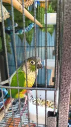 Lost Female Bird last seen 65th Trolley Stop and Imperial Ave. , San Diego, CA 92114