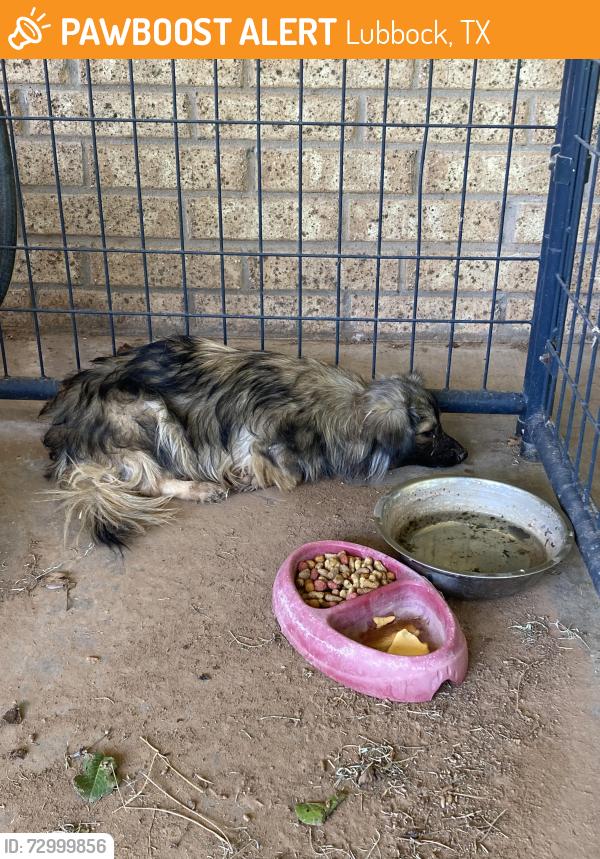 Found/Stray Unknown Dog last seen Tahoka Hwy and County Rd 2, Lubbock, TX 79423