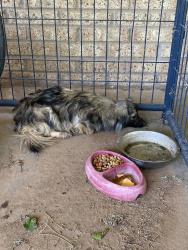 Found/Stray Unknown Dog last seen Tahoka Hwy and County Rd 2, Lubbock, TX 79423