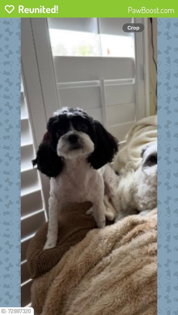 Reunited Male Dog last seen Broad River Rd & John Eleazer Rd , Richland County, SC 29075