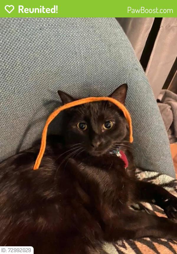 Reunited Male Cat last seen Cordova, Louisville, KY 40207