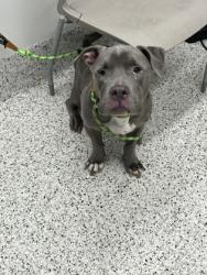 Shelter Stray Male Dog last seen Near ridgeview dr, Atlanta, GA, 1251 Fulton Industrial Blvd NW, Atlanta, GA 30336, USA