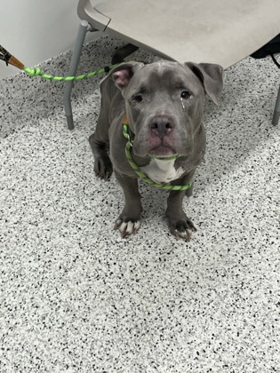 Shelter Stray Male Dog last seen Near ridgeview dr, Atlanta, GA, 1251 Fulton Industrial Blvd NW, Atlanta, GA 30336, USA