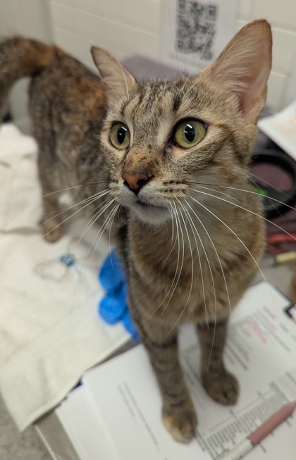 Shelter Stray Female Cat last seen Jackson ST SE & Chamberlin ST SE, Atlanta, GA, 1251 Fulton Industrial Blvd NW, Atlanta, GA 30336, USA
