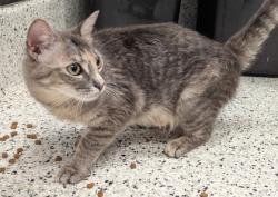 Shelter Stray Female Cat last seen Jackson ST SE & Chamberlin ST SE, Atlanta, GA, 1251 Fulton Industrial Blvd NW, Atlanta, GA 30336, USA
