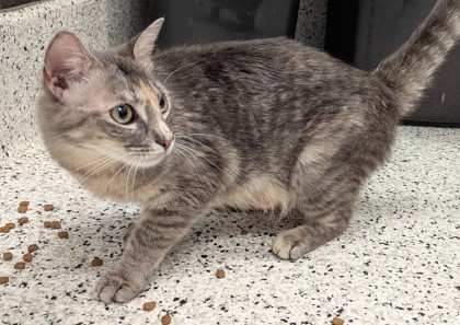 Shelter Stray Female Cat last seen Jackson ST SE & Chamberlin ST SE, Atlanta, GA, 1251 Fulton Industrial Blvd NW, Atlanta, GA 30336, USA