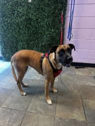 Shelter Stray Female Dog last seen Near Hondo Pass, CITY of El Paso, TX, 5001 Fred Wilson Ave, El Paso, TX 79906, USA
