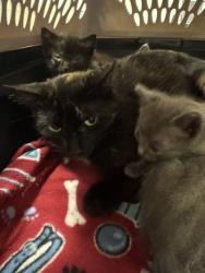 Shelter Stray Female Cat last seen Gibson, 75149, TX, 1650 Gross Rd, Mesquite, TX 75149, USA