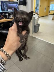 Shelter Stray Female Cat last seen Gibson, 75149, TX, 1650 Gross Rd, Mesquite, TX 75149, USA