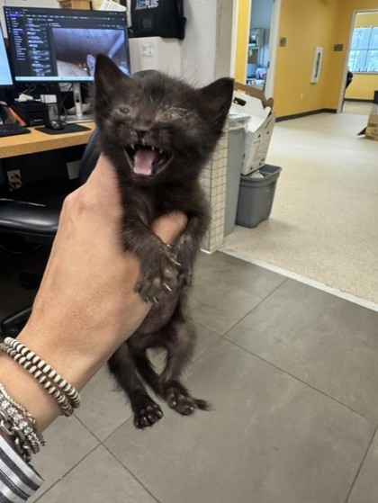 Shelter Stray Female Cat last seen Gibson, 75149, TX, 1650 Gross Rd, Mesquite, TX 75149, USA