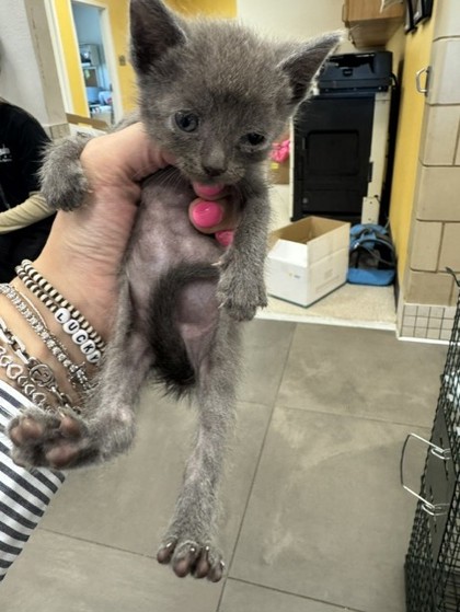 Shelter Stray Female Cat last seen Gibson, 75149, TX, 1650 Gross Rd, Mesquite, TX 75149, USA