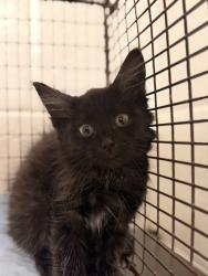 Shelter Stray Female Cat last seen Near Muzzle Ln, Knox County GP, TN, 3201 Division St, Knoxville, TN 37919, USA