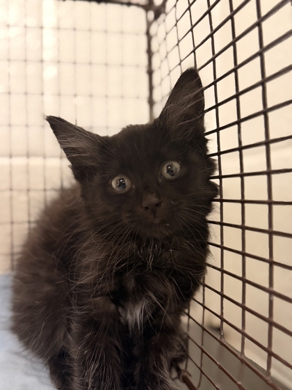 Shelter Stray Female Cat last seen Near Muzzle Ln, Knox County GP, TN, 3201 Division St, Knoxville, TN 37919, USA