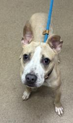 Shelter Stray Female Dog last seen Near WHITNEY CHASE Stone Mountain, 30088, 30088, GA, 3280 Chamblee Dunwoody Rd, Chamblee, GA 30341, USA