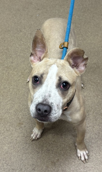 Shelter Stray Female Dog last seen Near WHITNEY CHASE Stone Mountain, 30088, 30088, GA, 3280 Chamblee Dunwoody Rd, Chamblee, GA 30341, USA