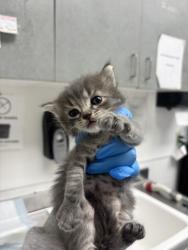 Shelter Stray Male Cat last seen 87th and Bancroft, Oakland, CA, 1101 29th Ave, Oakland, CA 94601, USA