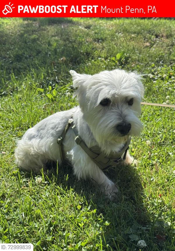 Lost Male Dog last seen 21st Street and Highland Avenue, Reading PA 19606, Mount Penn, PA 19606