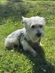 Lost Male Dog last seen 21st Street and Highland Avenue, Reading PA 19606, Mount Penn, PA 19606