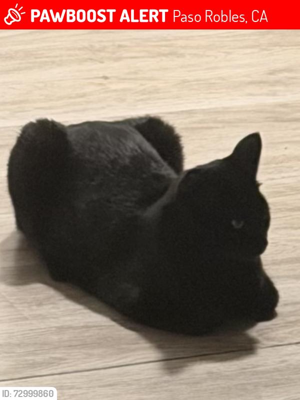 Lost Male Cat last seen Last sign at alder creek apmts Paso Robles , Paso Robles, CA 93446