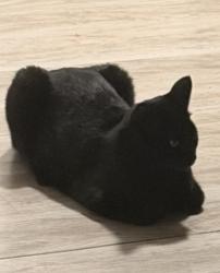 Lost Male Cat last seen Last sign at alder creek apmts Paso Robles , Paso Robles, CA 93446
